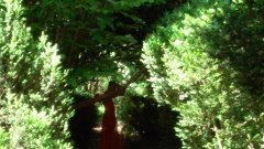 dancers in the grove